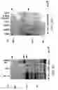 Fig. 08 - Methods for identifying modulators of Notch activation