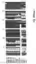 Fig. 09 - Screening method for substance binding to merozoite surface protein-1/42