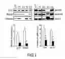 Fig. 02 - Method for cancer detection, progression analysis and malign tumour prognosis based on the study of metabolic markers of the cell