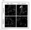 Fig. 05 - Artificial mammalian chromosome