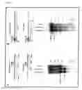 Fig. 06 - Artificial mammalian chromosome