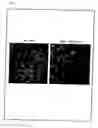 Fig. 08 - Artificial mammalian chromosome