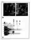 Fig. 11 - Artificial mammalian chromosome