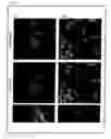 Fig. 13 - Artificial mammalian chromosome