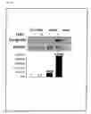 Fig. 16 - Artificial mammalian chromosome