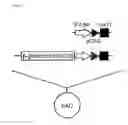 Fig. 19 - Artificial mammalian chromosome