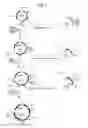 Fig. 07 - Process for producing recombinant protein in bacterium belonging to the genus 