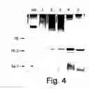 Fig. 07 - 2-O sulfatase compositions and methods of hydrolyzing therewith