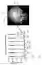 Fig. 07 - Electronically modulated dynamic optical phantoms for biomedical imaging