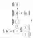 Fig. 02 - Preprimitive streak and mesendoderm cells