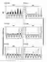 Fig. 07 - Preprimitive streak and mesendoderm cells