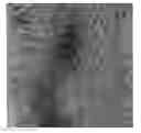 Fig. 01 - Low dislocation density group III nitride layers on silicon carbide substrates and methods of making the same