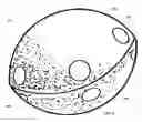 Fig. 04 - AERODYNAMIC THROWING TOY
