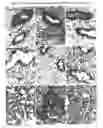 Fig. 02 - Fp receptor antagonists or pgf2 alpha antagonists for treating pathological conditions of the uterus