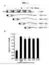 Fig. 03 - Use of a peptide that interacts with αvβ3 integrin of endothelial cell