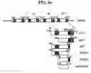 Fig. 08 - Use of a peptide that interacts with αvβ3 integrin of endothelial cell