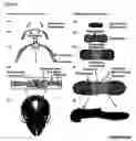 Fig. 02 - Methods for modulating bone tissue formation, orthogenic agents and pharmaceutical compositions