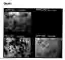 Fig. 09 - Methods for modulating bone tissue formation, orthogenic agents and pharmaceutical compositions