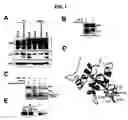Fig. 02 - Compositions and methods for nerve regeneration