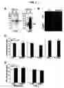 Fig. 04 - Compositions and methods for nerve regeneration