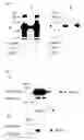 Fig. 04 - Method of degrading transcriptional factors of saccharometabolism-associated gene, method for inhibiting the degradation, and agent for inhibiting degradation and degradation inhibitor
