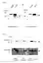 Fig. 06 - Method of degrading transcriptional factors of saccharometabolism-associated gene, method for inhibiting the degradation, and agent for inhibiting degradation and degradation inhibitor