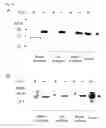 Fig. 08 - Method of degrading transcriptional factors of saccharometabolism-associated gene, method for inhibiting the degradation, and agent for inhibiting degradation and degradation inhibitor