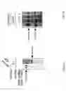 Fig. 08 - Methods for modulating apoptotic cell death