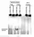 Fig. 13 - Methods for modulating apoptotic cell death