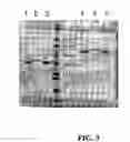 Fig. 05 - Covalent diabodies and uses thereof