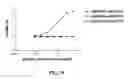 Fig. 12 - Covalent diabodies and uses thereof