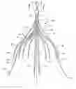 Fig. 01 - Removable vena cava filter having inwardly positioned anchoring hooks in collapsed configuration