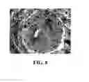 Fig. 09 - Connective tissue substitutes, method of preparation and uses thereof