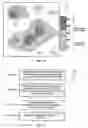 Fig. 09 - Weather radar echo tops forecast generation