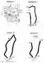 Fig. 32 - Mapping and reconstitution of a conformational discontinuous binding surface