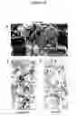 Fig. 09 - Mouse models of human prostate cancer