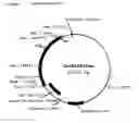 Fig. 02 - Method for the stable expression of nucleic acids in transgenic plants, controlled by a parsley-ubiquitin promoter