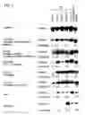 Fig. 04 - Environmental stress responsive promoter