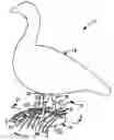 Fig. 01 - Avian decoy with removable foot base