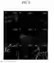 Fig. 04 - Ionic liquid reconstituted cellulose composites as solid support matrices