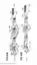 Fig. 40 - Image forming apparatus and developing cartridge
