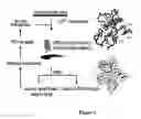 Fig. 02 - Multivalent aptamer therapeutics with improved pharmacodynamic properties and methods of making and using the same