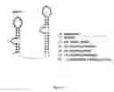 Fig. 07 - Multivalent aptamer therapeutics with improved pharmacodynamic properties and methods of making and using the same