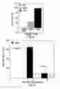 Fig. 06 - Genetically modified tumor-targeted bacteria with reduced virulence