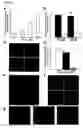 Fig. 02 - Methods for the production of platelet-derived growth factor-responsive neural precursor cells