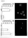 Fig. 07 - Methods for the production of platelet-derived growth factor-responsive neural precursor cells