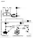 Fig. 09 - Methods for the production of platelet-derived growth factor-responsive neural precursor cells