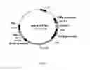 Fig. 02 - Nucleic acid constructs useful for glucose regulated production of human insulin in somatic cell lines