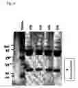 Fig. 07 - Antibodies to MASP-2