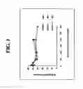 Fig. 04 - Anti-allergic complex molecules